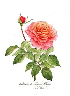 Alburecht Durer Rose